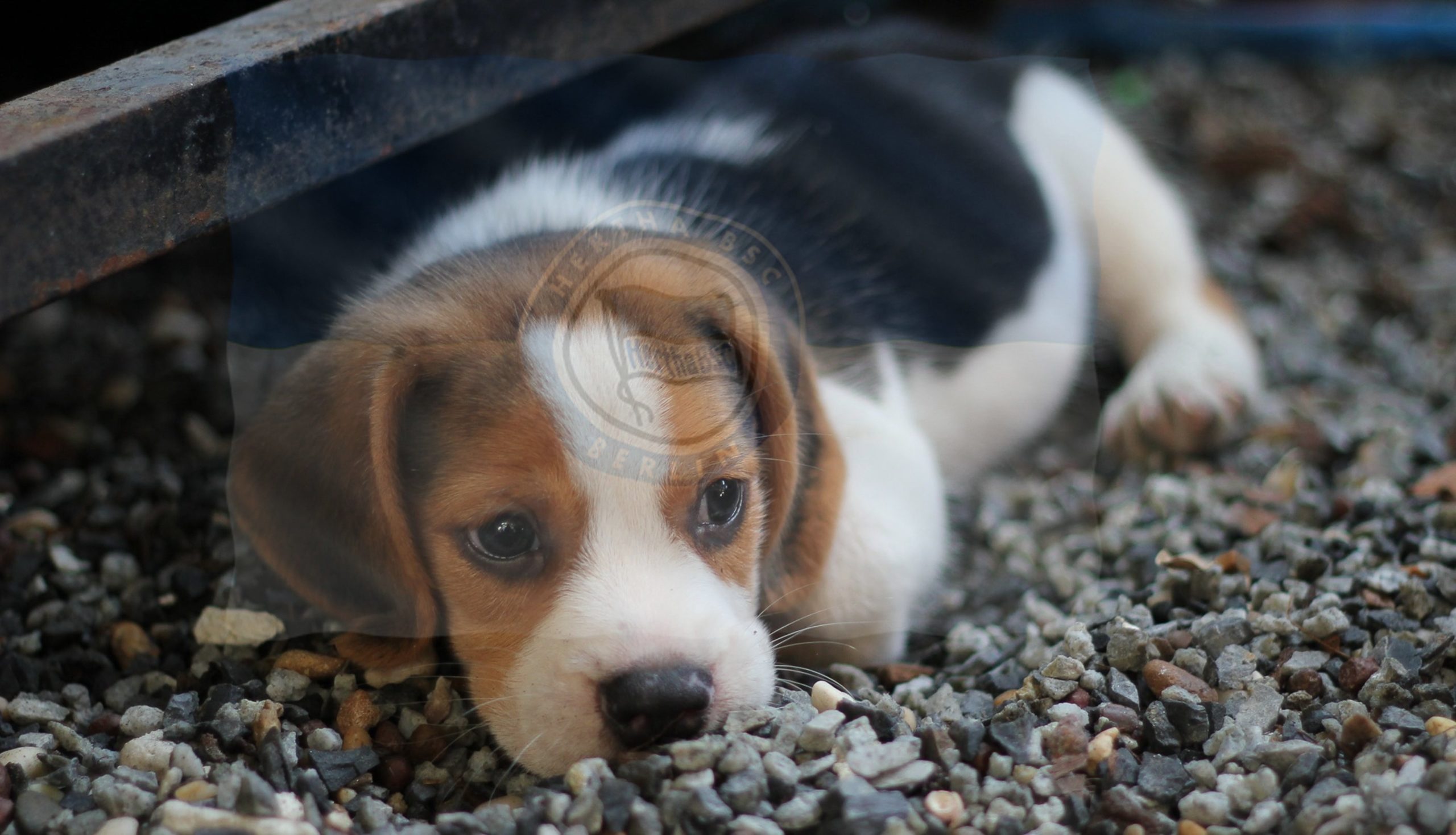 Preetz gelingt erneuter Coup!